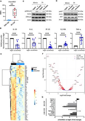 ChemR23 activation reprograms macrophages toward a less inflammatory phenotype and dampens carcinoma progression